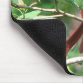 Kardinaal in Holly Muismat (Hoek)