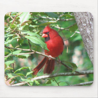 Kardinaal in Holly Muismat