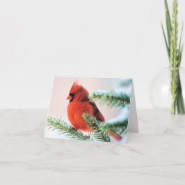 Kardinaal in Sneeuw Bestrooide Spar Feestdagen Kaart