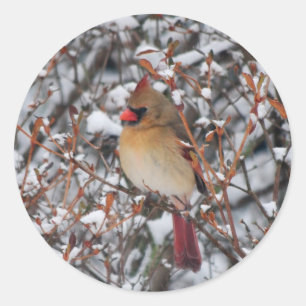 Kardinaal in sneeuw Kerst stickers