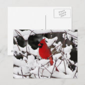 Kardinaal in sneeuw - vogel briefkaart (Voorkant / Achterkant)