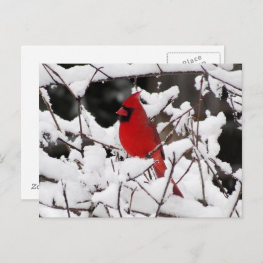 Kardinaal in sneeuw - vogel briefkaart (Voorkant / Achterkant)