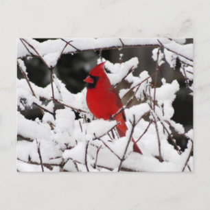 Kardinaal in sneeuw - vogel briefkaart