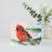 Kardinaal in Snow Dusted Fir Briefkaart (Staand voorkant)