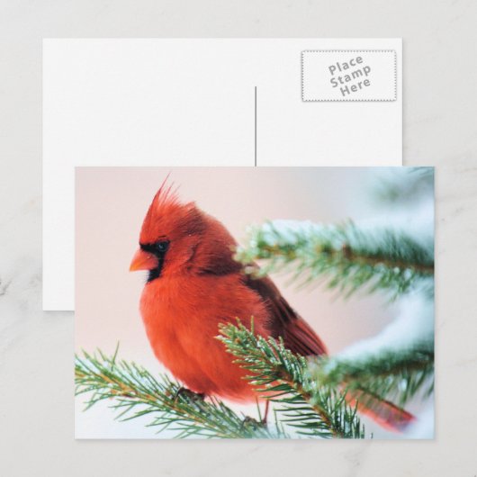 Kardinaal in Snow Dusted Fir Briefkaart (Voorkant / Achterkant)