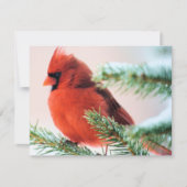 Kardinaal in Snow Dusted Fir Kaart (Voorkant)