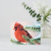 Kardinaal in Snow Dusted Fir Kaart (Staand voorkant)
