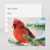 Kardinaal in Snow Dusted Fir Kaart (Voorkant / Achterkant)