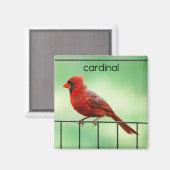 Kardinaal koelapparaat voor vogels Magnet (Voorkant / Achterkant)