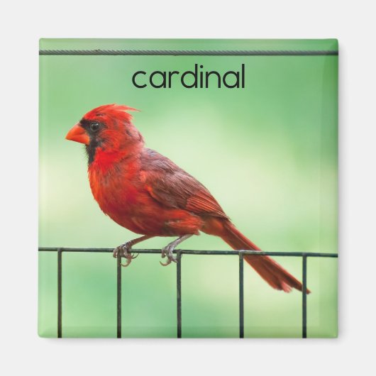 Kardinaal koelapparaat voor vogels Magnet (Voorkant)