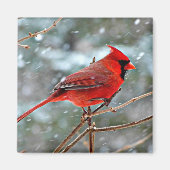 Kardinaal Magneet (Voorkant)