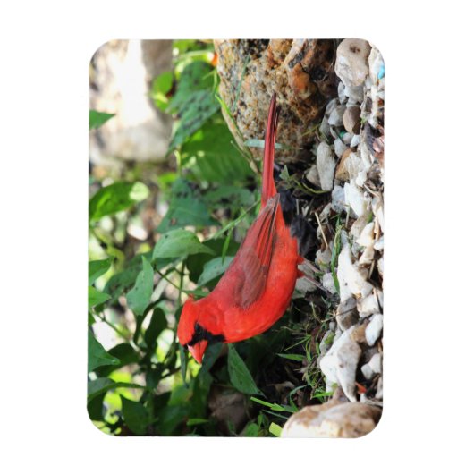 Kardinaal Magneet (Verticaal)