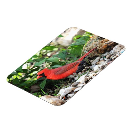 Kardinaal Magneet (Linkerzijde)