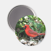 Kardinaal Magneet (Voorkant / Achterkant)
