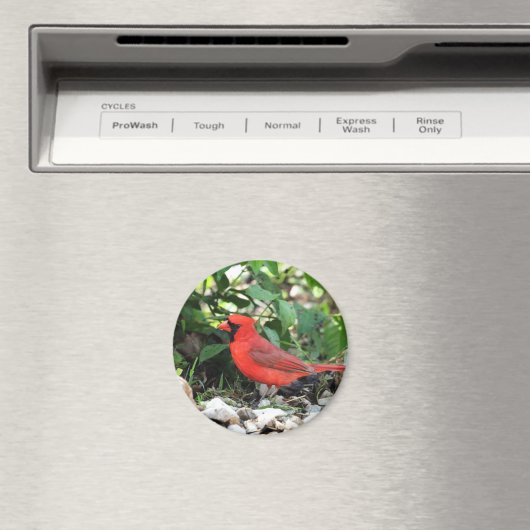 Kardinaal Magneet (Insitu (Vaatwasser))