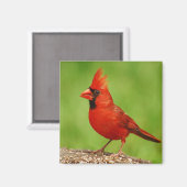 Kardinaal Magneet (Voorkant / Achterkant)