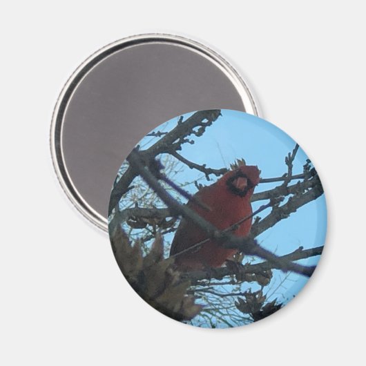 Kardinaal Magneet (Voorkant / Achterkant)