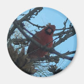 Kardinaal Magneet (Voorkant)