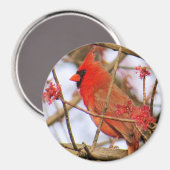 Kardinaal Magnet (Voorkant / Achterkant)