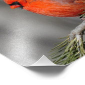 Kardinaal mannelijk vogel - Afdrukfoto Foto Afdruk (Hoek)