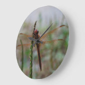 Kardinaal Meadowhawk Dragonfly Grote Klok (Hoek)