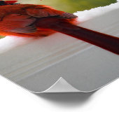 Kardinaal met bezoeker van het hemelgedicht 12x8 poster (Hoek)