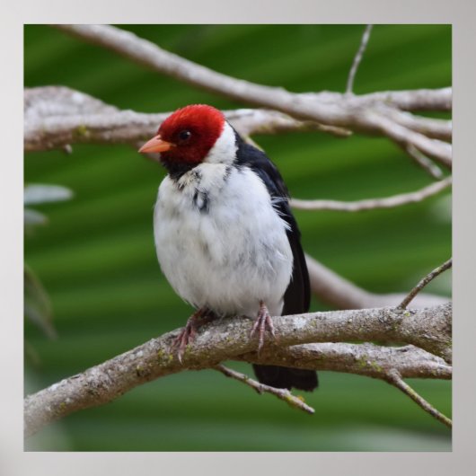 Kardinaal met geelbruin in een boom poster (Voorkant)