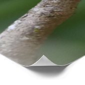 Kardinaal met geelbruin in een boom poster (Hoek)