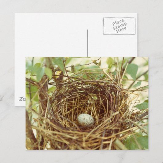 Kardinaal Nest Briefkaart (Voorkant / Achterkant)