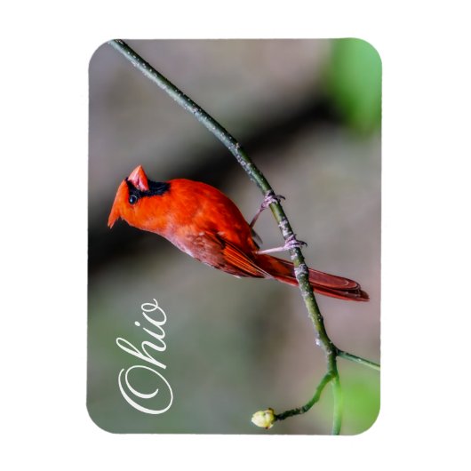 Kardinaal Ohio Magnet Magneet (Verticaal)