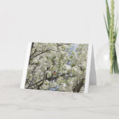 Kardinaal onder Witte Bloesems Kaart (Achterkant)