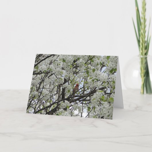 Kardinaal onder Witte Bloesems Kaart (Voorkant)