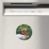 Kardinaal op Birdbat Magnet (Insitu (Vaatwasser))