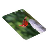 Kardinaal op Birdbat Magnet Magneet (Rechterzijde)