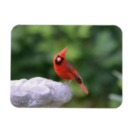 Kardinaal op Birdbat Magnet Magneet