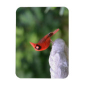 Kardinaal op Birdbat Magnet Magneet (Verticaal)