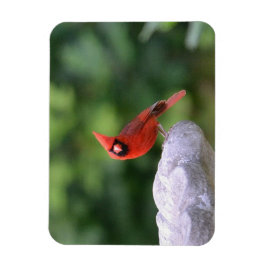 Kardinaal op Birdbat Magnet Magneet