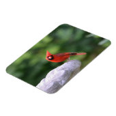 Kardinaal op Birdbat Magnet Magneet (Linkerzijde)