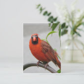 Kardinaal op de invoer briefkaart (Staand voorkant)