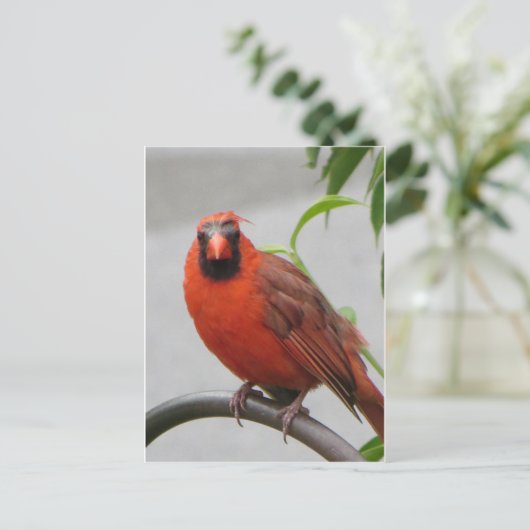 Kardinaal op de invoer briefkaart (Staand voorkant)