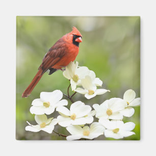 Kardinaal op Dogwood Tree Magneet
