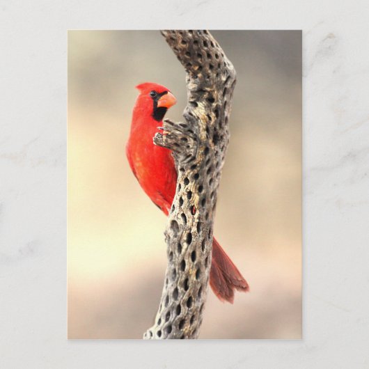 Kardinaal op een cholla briefkaart (Voorkant)
