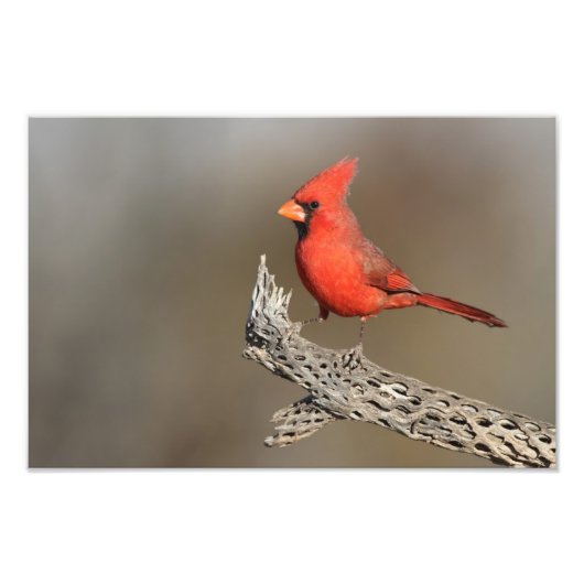 Kardinaal op een cholla rib foto afdruk (Voorkant)