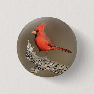 Kardinaal op een cholla rib ronde button 3,2 cm