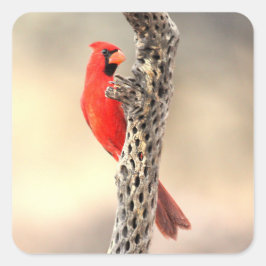 Kardinaal op een cholla rib vierkante sticker