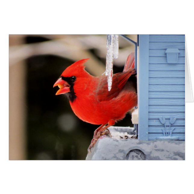 Kardinaal op ijs - vogel (Voorkant Horizontaal)