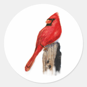 Kardinaal op Post Ronde Sticker