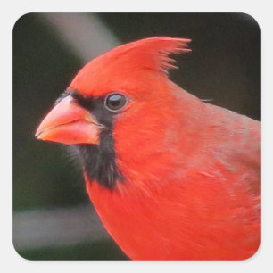 Kardinaal Portret - Vogel Vierkante Sticker
