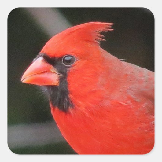 Kardinaal Portret - Vogel Vierkante Sticker (Voorkant)