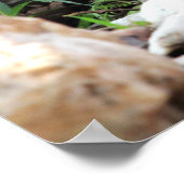 Kardinaal Poster (Hoek)